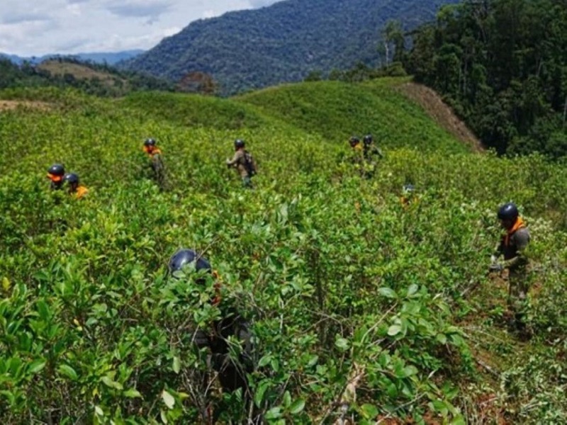 Perú se mantiene como el segundo país con mayor extensión de cultivos ilegales de hoja de coca