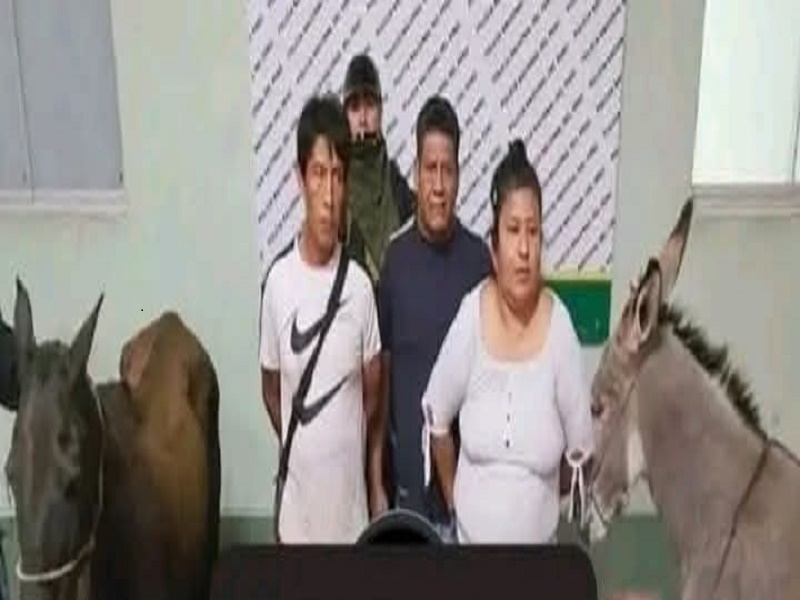 AN 550 KILOS DE CARNE DE PERRO, CABALLO Y BURRO EN CAMAL CLANDESTINO