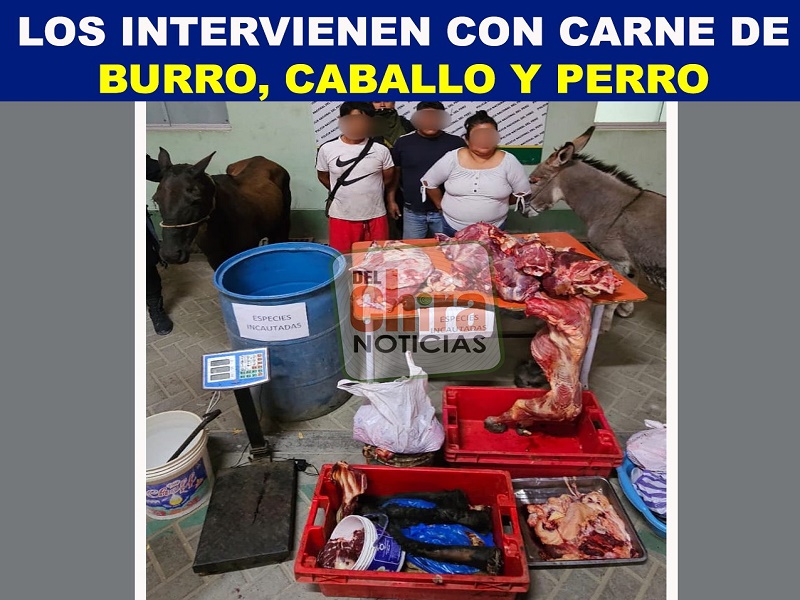  Los ntervienen con 500 kilos de carne de burro,caballo y perro