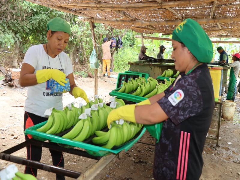 ACOPAO: Agricultores que sueñan con ser exportadores directos