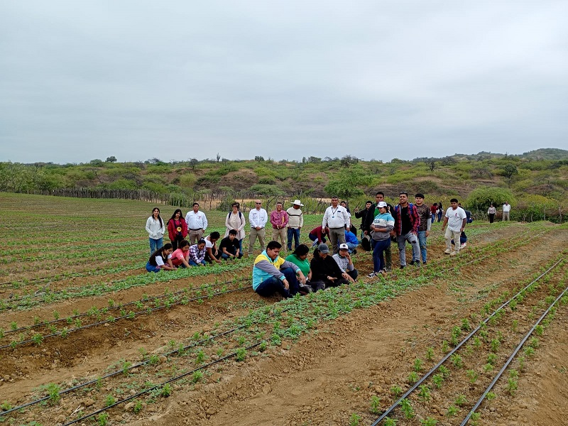 Municipalidad de Sullana promueve formación práctica en cultivo de Stevia con estudiantes de Querecotillo