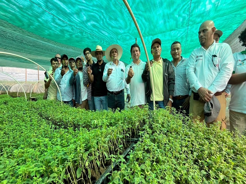 Agricultores de Sullana realizan pasantía en Lambayeque para aprender sobre cultivo de Stevia