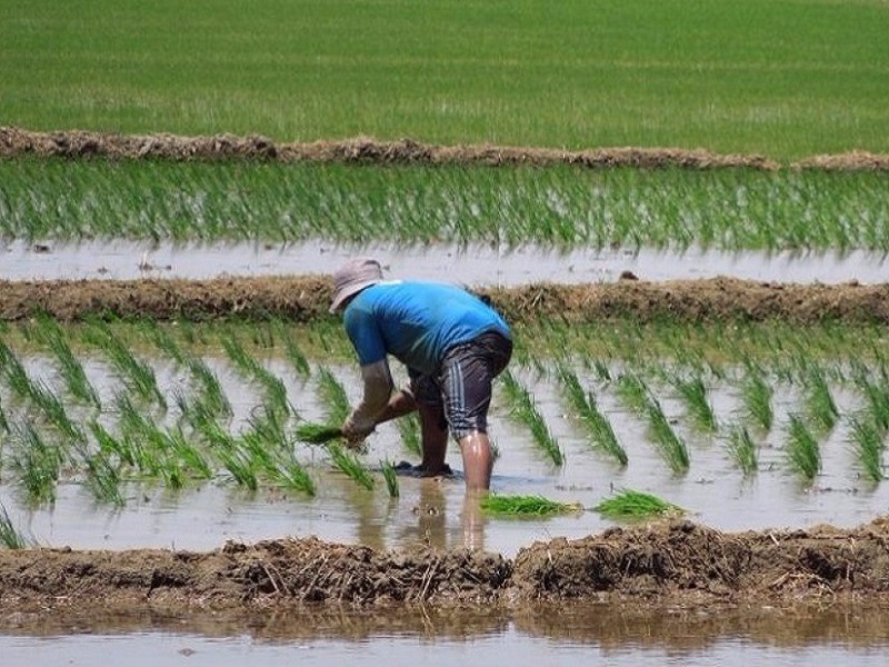 Crisis de agua en Sullana: agricultor muere de un paro cardíaco al ver sequía en su campo de cultivo