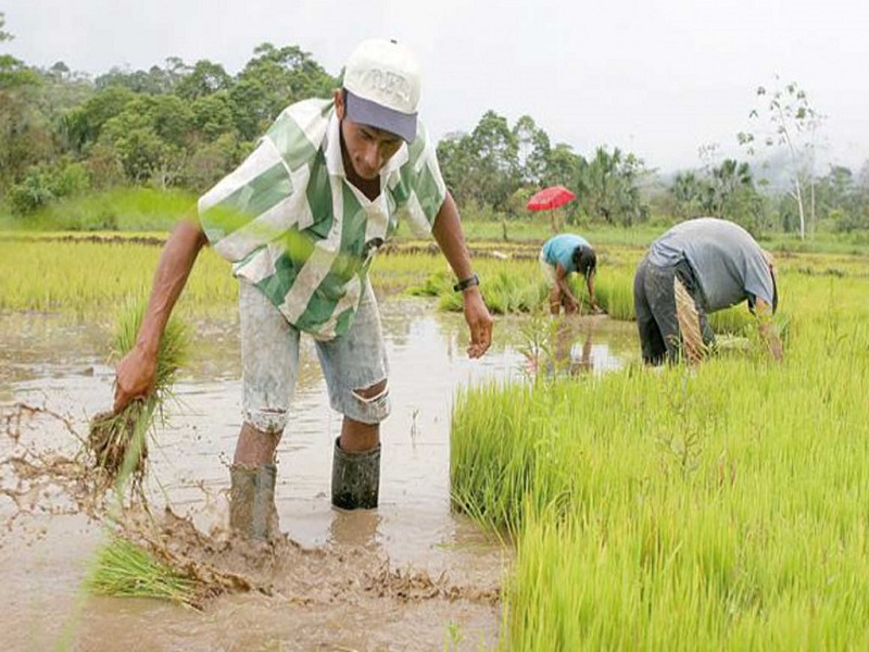 Municipalidad de Sullana activa Mesa Técnica del arroz para el período 2024