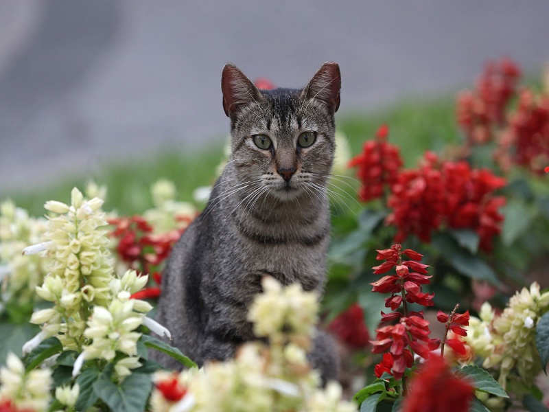 Hoy es el Día Internacional del Gato:¿Por qué tiene tres celebraciones en el año?