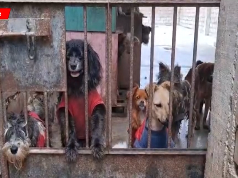 ENVENENAN a perritos de albergue que se negó a pagar cupos