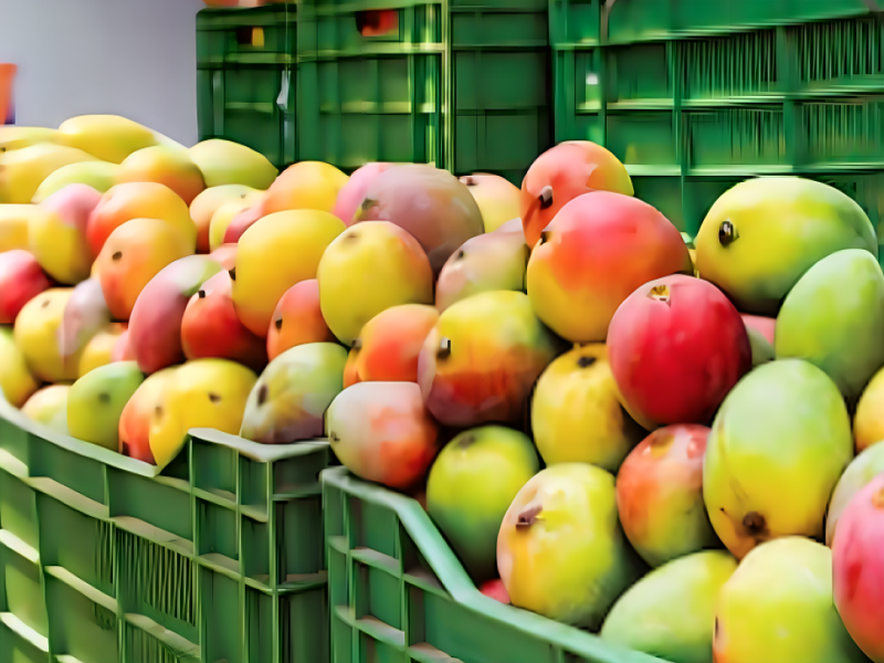 Mango lambayecano se agotó en Huancayo