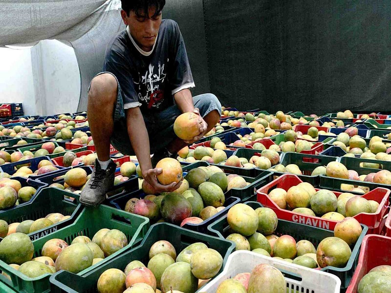 Cae el precio del mango y se detiene la venta: agricultores de Piura temen perder la mitad de su cosecha