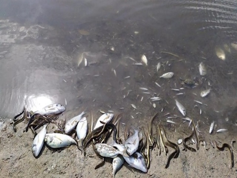 Pescadores de Pucusana y Punta Negra preocupados por aparición de gran cantidad de pejerrey y pota en orilla de los muelles