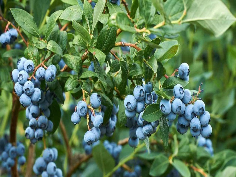 Perú es el mayor exportador de arándanos a nivel mundial: beneficios para la salud de este superalimento conocido como el ‘oro azul’