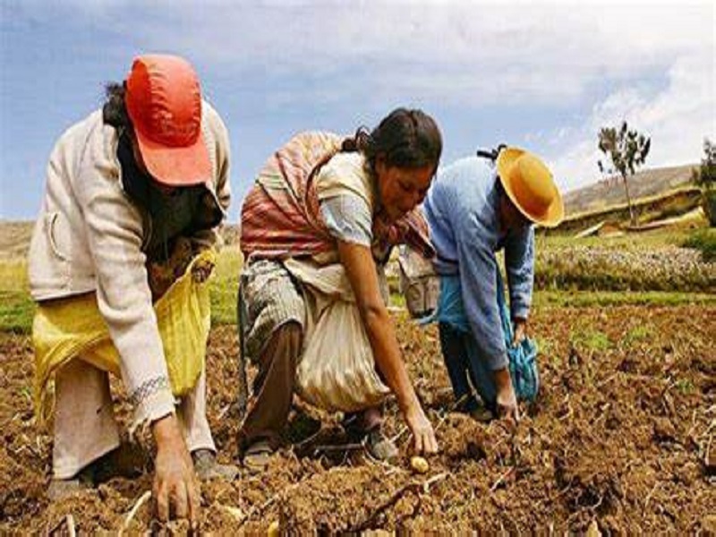 Gobierno entregará subvención económica a más de 830 mujeres rurales e indígenas de organizaciones agrarias