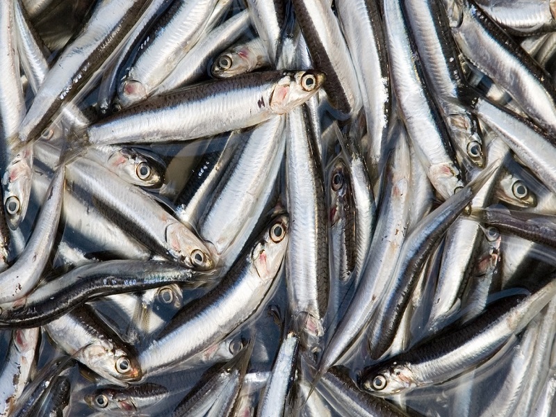 Asociación pesquera anuncia que ha dejado de capturar más de 40,000 toneladas de anchoveta por ley mal aplicada