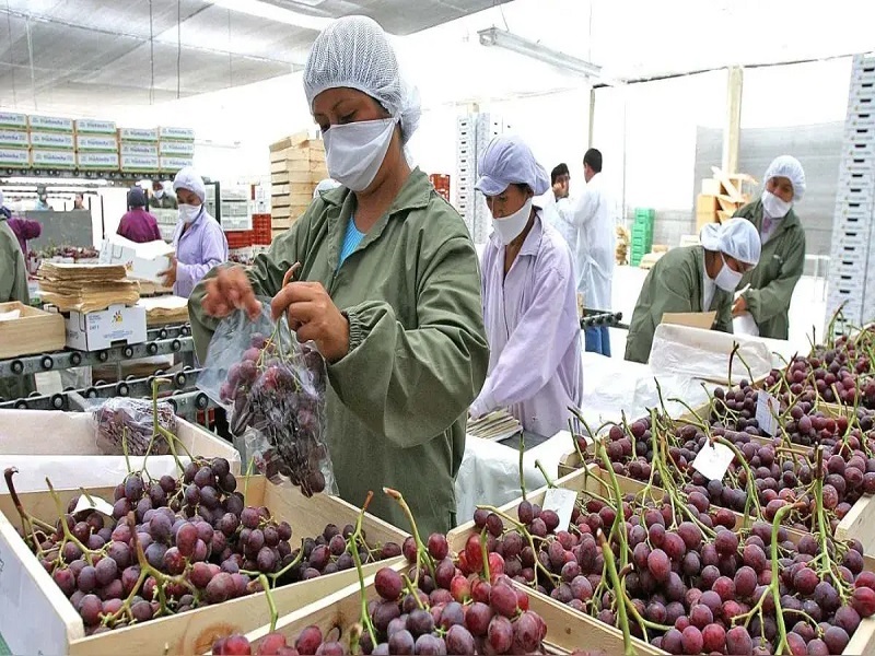 Las exportaciones peruanas alcanzaron récord en 2024 al llegar a 74 664 millones de dólares