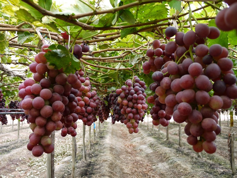 MIDAGRI promoverá el desarrollo de plantaciones de uva pisquera y vinífera en la costa peruana.