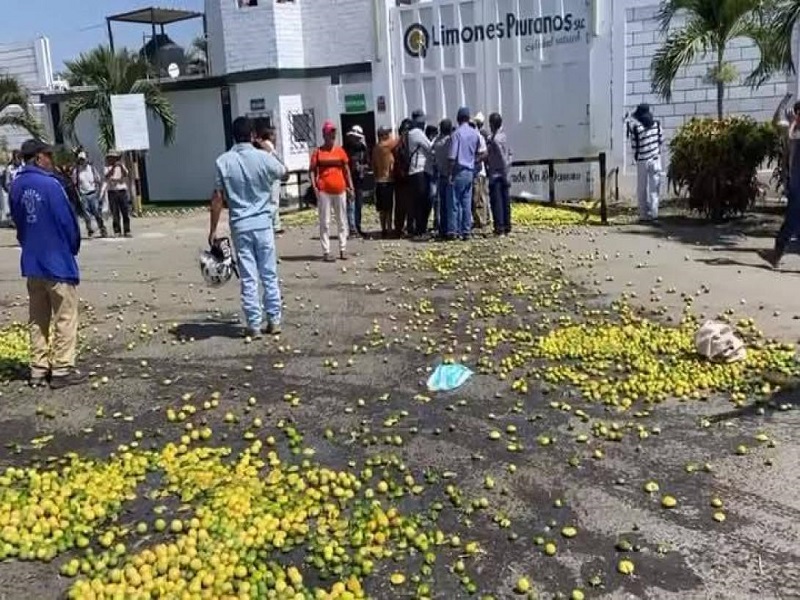 Agricultores protestan en Piura: arrojan limones en carretera por bajos precios 