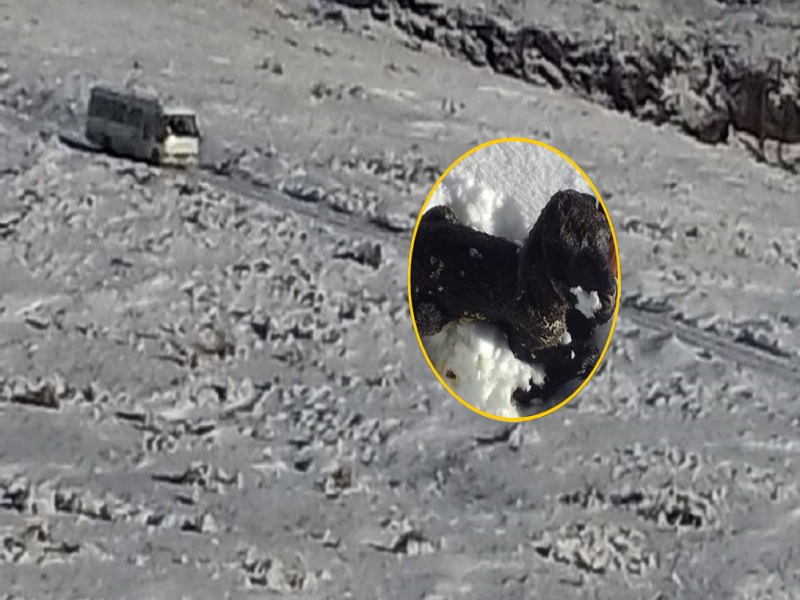 Nevadas en Cusco provocan la muerte de decenas de animales en varias comunidades