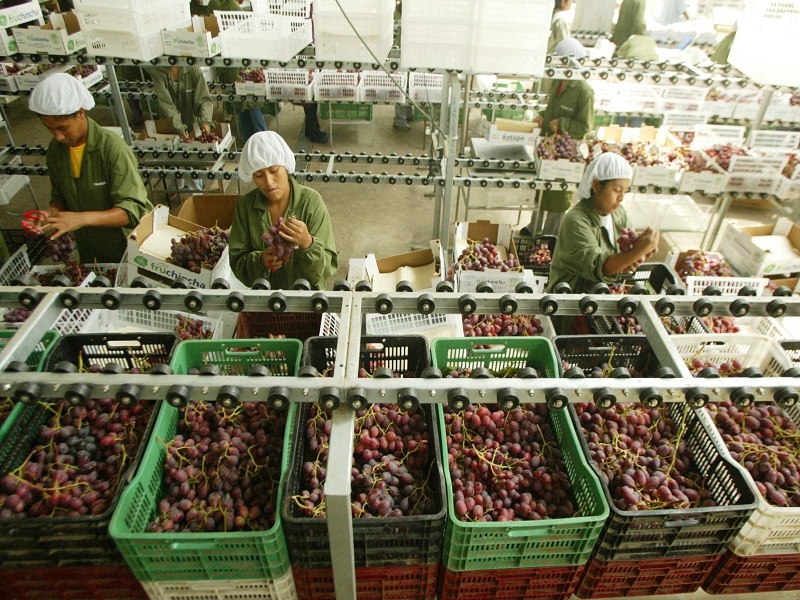 Gobierno logra un nuevo acceso: Uva peruana ingresará al mercado de Israel