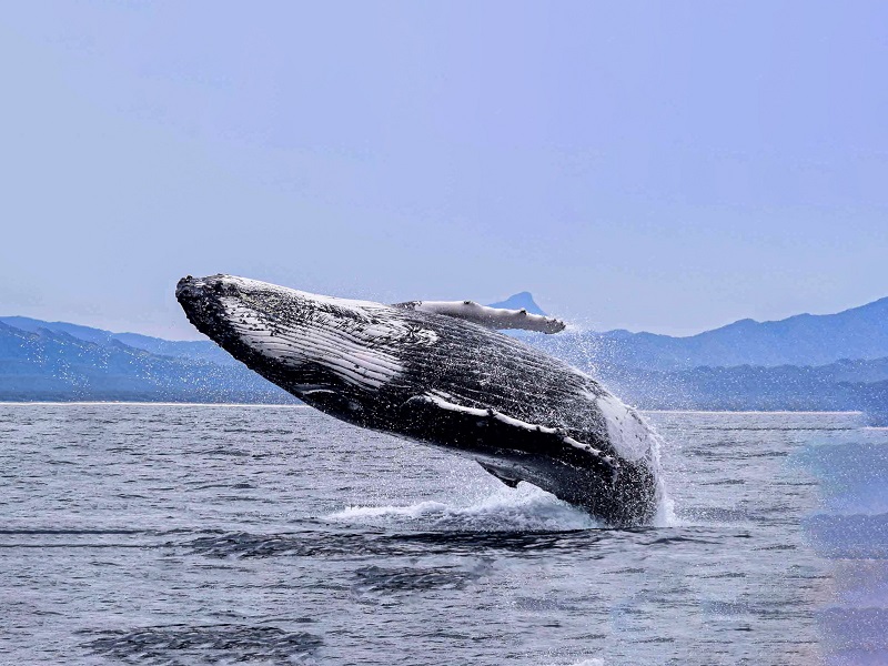 En Talara: lanzamiento de temporada de ballenas
